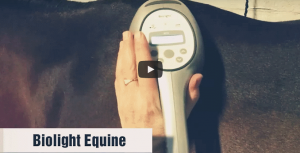 Biolight Equine videosnutt